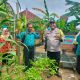Dukung Ketahanan Pangan, Bhabinkamtibmas Polsek Betung Panen Jagung P2B di Desa Taja Mulya