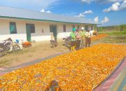 Bripka Widiyanto Turut Serta Pada Panen Jagung di Lahan PT CVA Desa Penuguan Kecamatan Selat Penuguan