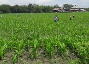 Kuwu Desa Balerante Turun ke Sawah, Dukung Program Ketahanan Pangan Nasional