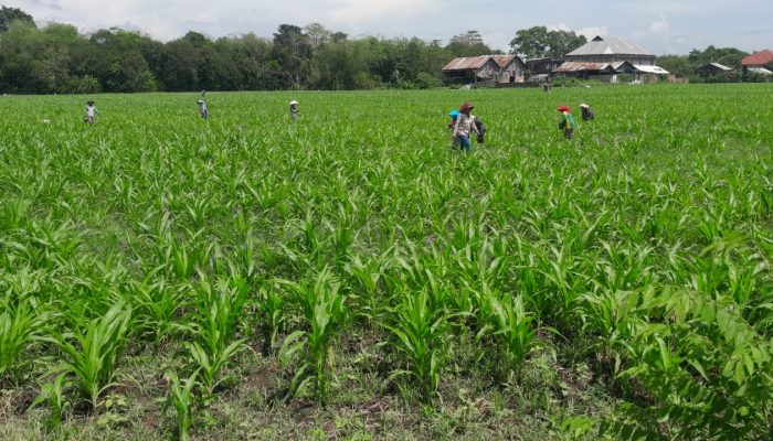 Kuwu Desa Balerante Turun ke Sawah, Dukung Program Ketahanan Pangan Nasional