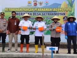 Perkuat Ketahanan Pangan, ‎Pemkab dan Polresta Cirebon Kolaborasi Tanam Jagung Pipil