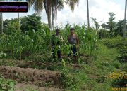 bhabinkamtibmas polsek talang kelapa gerakkan masyarakat dukung program p2b dan swasembada pangan nasional 10 Img 20251201 Wa0156