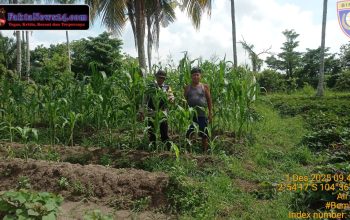 bhabinkamtibmas polsek talang kelapa gerakkan masyarakat dukung program p2b dan swasembada pangan nasional 4 Img 20251201 Wa0156