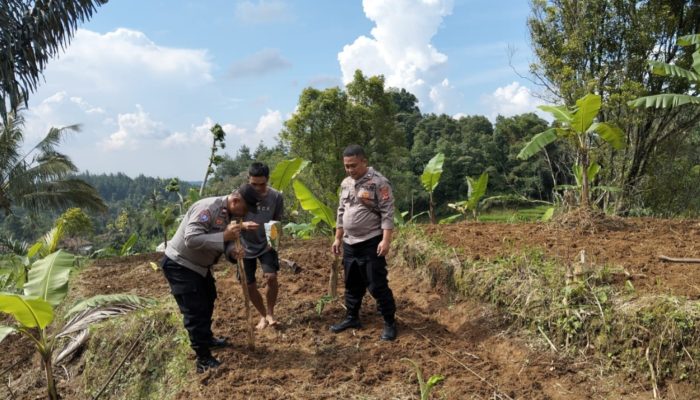 Polres Purwakarta Dorong Ketahanan Pangan, Polsek Wanayasa Gelar Penanaman Jagung Hibrida di Lahan Non – LBS