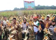 polresta cirebon gelar panen jagung dalam rangka mendukung swasembada pangan 16 Img 20251209 Wa0034