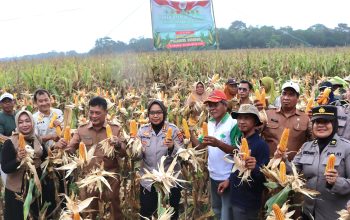 polresta cirebon gelar panen jagung dalam rangka mendukung swasembada pangan 8 Img 20251209 Wa0034