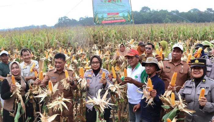 Polresta Cirebon Gelar Panen Jagung Dalam Rangka Mendukung Swasembada Pangan