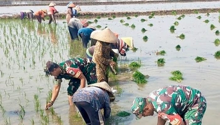 Dorong Peningkatan Hasil Produksi Pertanian, Babinsa Pegambiran Dampingi Poktan Sirandu Jaya Tanam Padi Musim Ketiga.