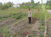 Bhabinkamtibmas Polsek Talang Kelapa Gerakkan Masyarakat Sukajadi Timur Dukung Swasembada Pangan