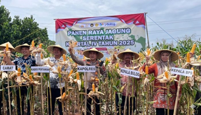 Panen Raya Jagung Serentak di Campaka, Polres Purwakarta Dukung Swasembada Pangan 2026