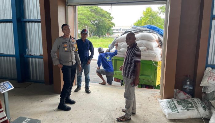 Perkuat Ketahanan Pangan Hadil Panen Jagung Kiara Pedes Diserap Bulog subang