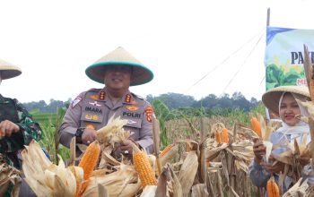 dukung ketahanan pangan, pemkab apresiasi polresta cirebon gelar panen raya jagung pipil 7 Img 20260109 Wa0039