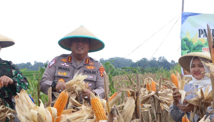 Dukung Ketahanan Pangan, Pemkab Apresiasi Polresta Cirebon Gelar Panen Raya Jagung Pipil
