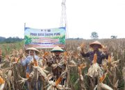 dukung ketahanan pangan, pemkab apresiasi polresta cirebon gelar panen raya jagung pipil 2 Img 20260109 Wa0041