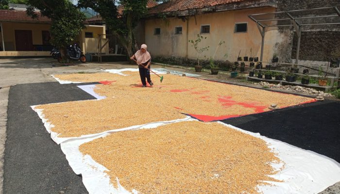 Sambil Berdialog Dengan Petani, Personel Plered Cek Langsung Hasil Panen Jagung
