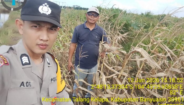 Polsek Talang Kelapa Awasi dan Rawat Lahan Jagung untuk Dukung Ketahanan Pangan