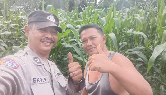 Polsek Pulau Rimau Pantau Langsung Perkembangan Tanaman Jagung Binaan untuk Dukung Ketahanan Pangan