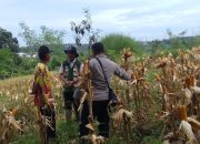 Dukung Ketahanan Pangan, Polsek Pasawahan Cek Persiapan Panen Jagung Hibrida Di Desa Cidahu