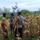 Dukung Ketahanan Pangan, Polsek Pasawahan Cek Persiapan Panen Jagung Hibrida Di Desa Cidahu