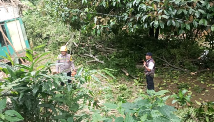 Respon Cepat Polisi Di Purwakarta Saat Evakuasi Pohon Tumbang Di Kecamatan Wanayasa