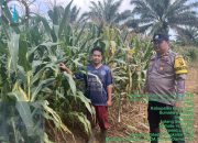 *Bhabinkamtibmas Polsek Pangkalan Balai Lakukan Perawatan Tanaman Jagung untuk Ketahanan Pangan*