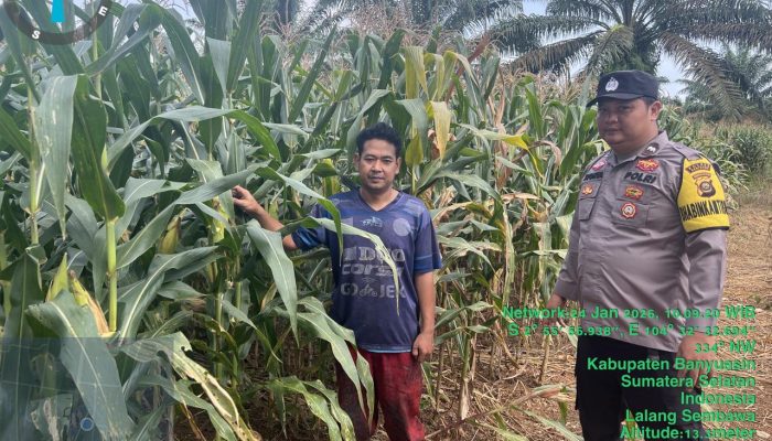 *Bhabinkamtibmas Polsek Pangkalan Balai Lakukan Perawatan Tanaman Jagung untuk Ketahanan Pangan*