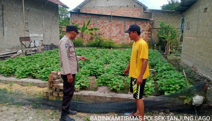 *Bhabinkamtibmas Polsek Tanjung Lago Dorong Program P2B Dukung Swasembada Pangan Nasional*