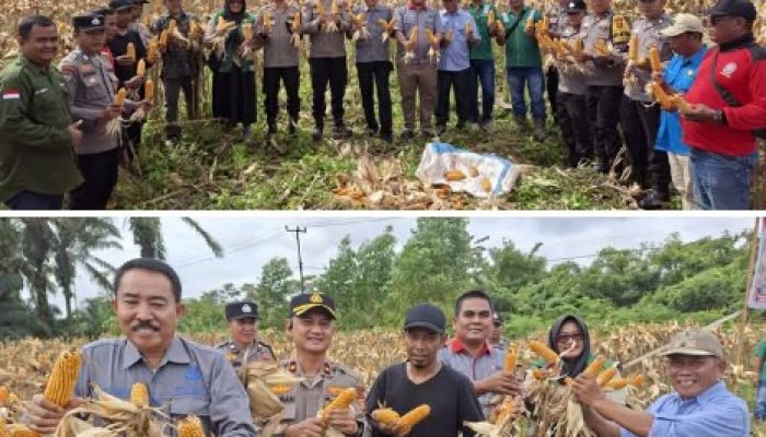 Polsek Kandis Gelar Panen Raya Jagung Dukung Program Presiden Ri Wujudkan Ketahanan Pangan