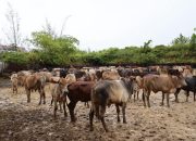 FB IMG 1771374256677