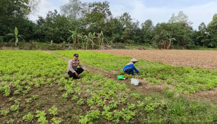 *Bhabinkamtibmas Polsek Makarti Jaya Ajak Warga Kembangkan Tanaman Kacang Tanah untuk Perkuat Swasembada Pangan*
