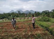 Bentuk Dukungan Terhadap Program Ketahanan Pangan, Polsek Plered Rutin Silaturahmi ke Petani