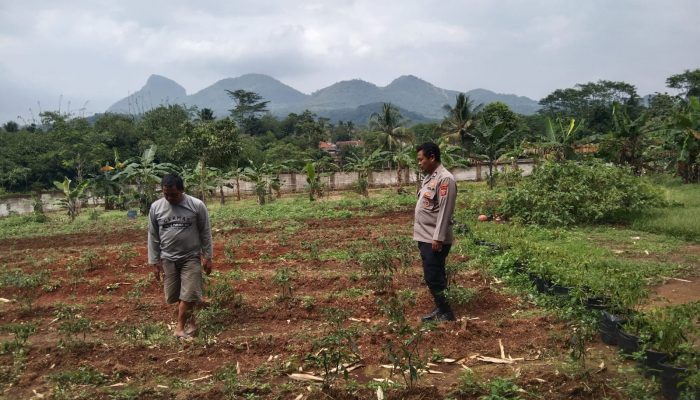 Bentuk Dukungan Terhadap Program Ketahanan Pangan, Polsek Plered Rutin Silaturahmi ke Petani