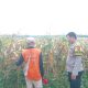 Bhabinkamtibmas Polsek Bungur sari Turun ke kebun, Dukung Ketahanan Pangan Nasional dari Desa