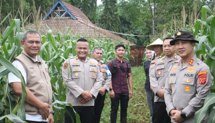 Pastikan Pertumbuhan Tanaman Berjalan Optimal, Kapolres Purwakarta Turun Langsung Ke Kebun Jagung Warga