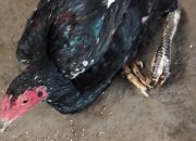 Pemdes Debowae Diminta Meningkatkan Keamanan Dilingkungan RT