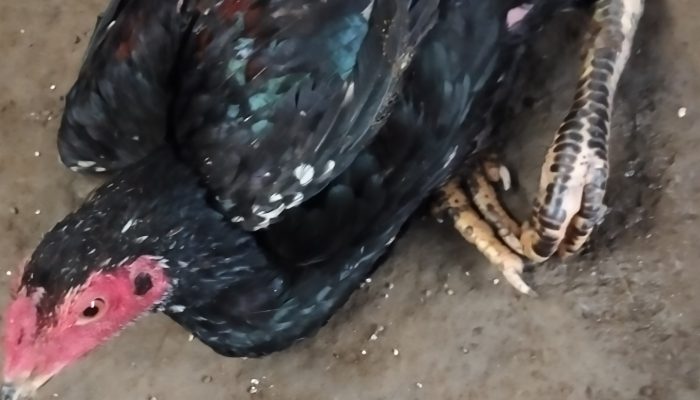 Pemdes Debowae Diminta Meningkatkan Keamanan Dilingkungan RT