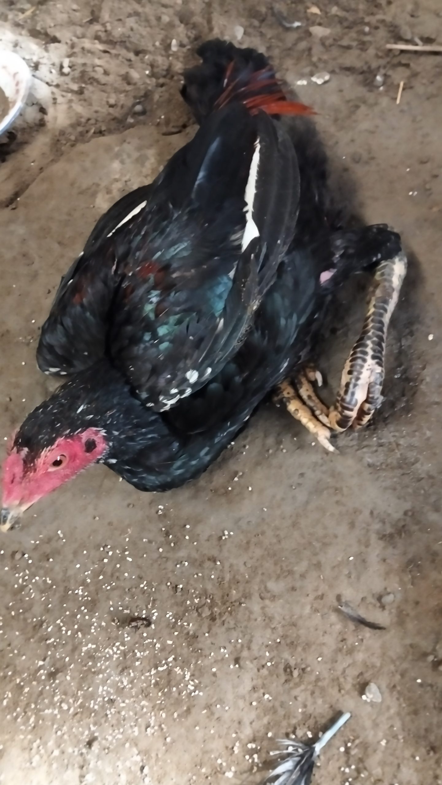 IMG20260219085013 scaled