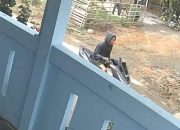 Sempat Bikin Kecewa, Kasus Jambret Bocah di Gandus Akhirnya Tuntas di Tangan Jatanras Unit 3