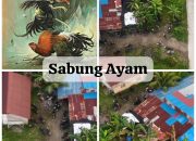 Aktivitas Judi Sabung Ayam di Kelurahan Batipuah Panjang Kian Meresahkan,”APH Tutup Mata