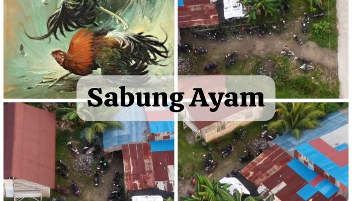 Aktivitas Judi Sabung Ayam di Kelurahan Batipuah Panjang Kian Meresahkan,”APH Tutup Mata