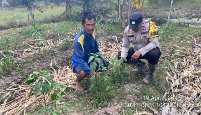 Bhabinkamtibmas Polsek Pulau Rimau Gerakkan Masyarakat Dukung Program Swasembada Pangan Nasional 