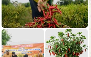 DPW A_PPI Sumut Menyoroti Harga Cabai Merah Anjlok Menyentuh Rp.8.000/kg, Ratusan Petani di Deli Serdang Rugi Besar