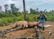 Kapolres Mukomuko Perintahkan Jajarannya Selidiki Penyebab Kematian Dua Gajah