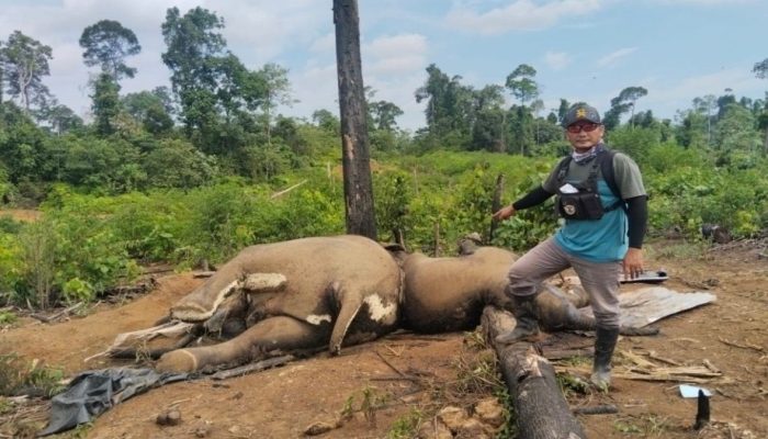 Kapolres Mukomuko Perintahkan Jajarannya Selidiki Penyebab Kematian Dua Gajah