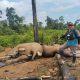 Kapolres Mukomuko Perintahkan Jajarannya Selidiki Penyebab Kematian Dua Gajah