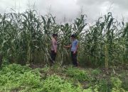 Polsek Kandis Cek Perkembangan Jagung Tumpang Sari 5 Hektare, Dukung Program Ketahanan Pangan Nasional