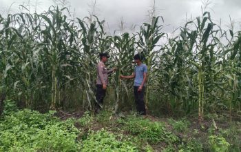 polsek kandis cek perkembangan jagung tumpang sari 5 hektare, dukung program ketahanan pangan nasional 7 IMG 20260516 WA0036