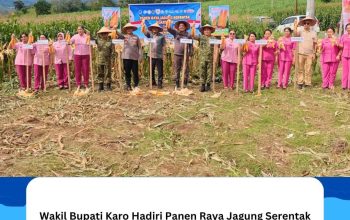 wakil bupati karo hadiri panen raya jagung serentak dukung swasembada pangan tahun 2026 11 IMG 20260518 WA0008