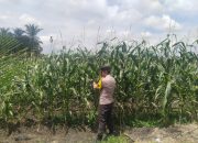 Polisi Turun ke Ladang, Ketahanan Pangan Terus Dijaga di wilayah Kandis