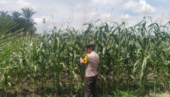 Polisi Turun ke Ladang, Ketahanan Pangan Terus Dijaga di wilayah Kandis